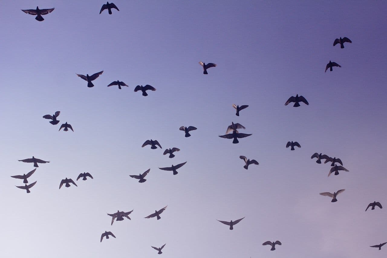 Oferta dla gołębi pocztowych BIOFEED