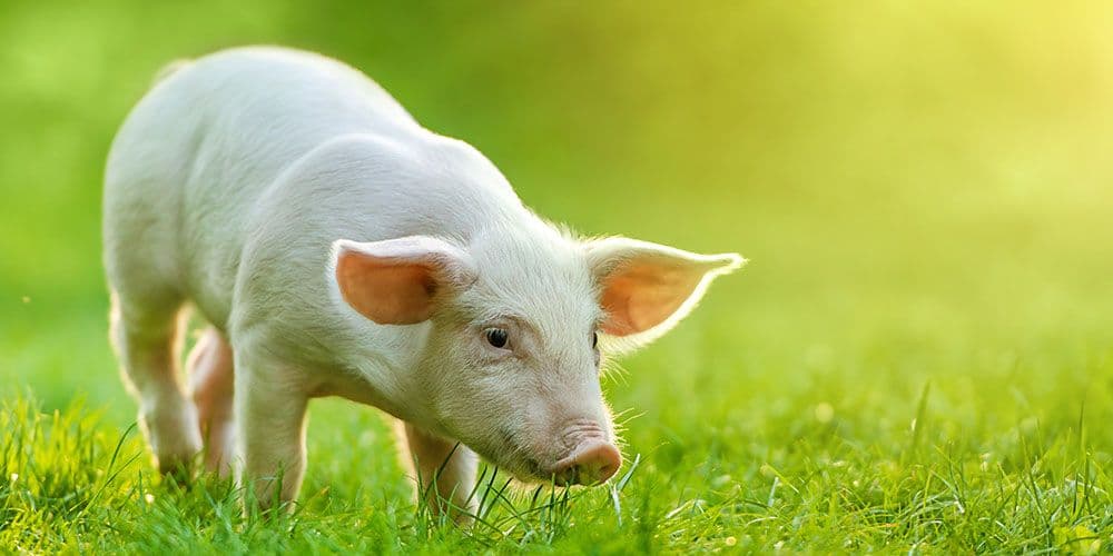 Skarmianie trzody świeżym zbożem, a wpływ na układ trawienny.